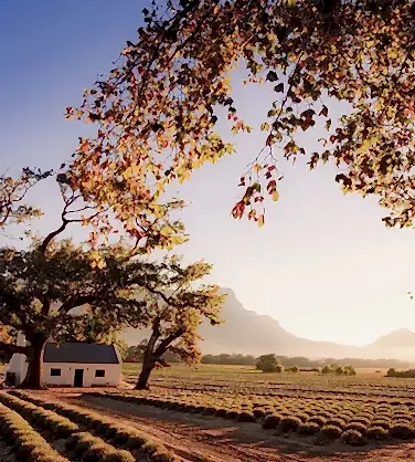 Дегустация вин ЮАР