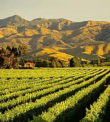 Дегустация вин Новой Зеландии