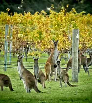 Дегустация вин Австралии