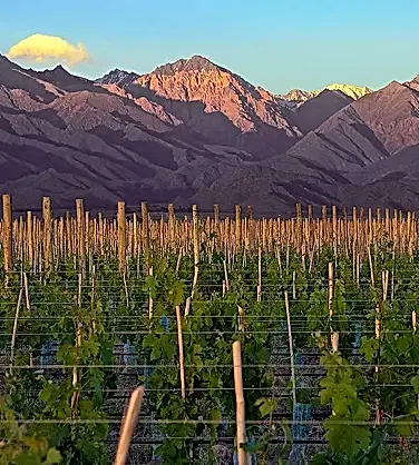 Дегустация вин Аргентины