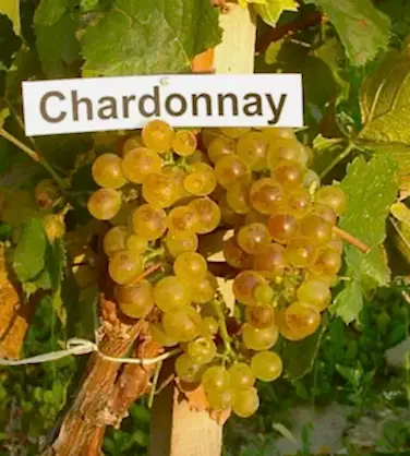 Шардоне