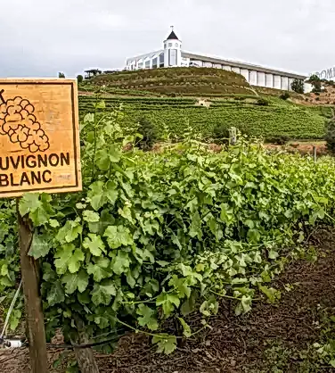 Совиньон Блан