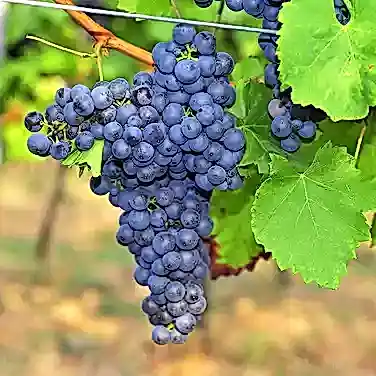 Что такое ординарное вино?