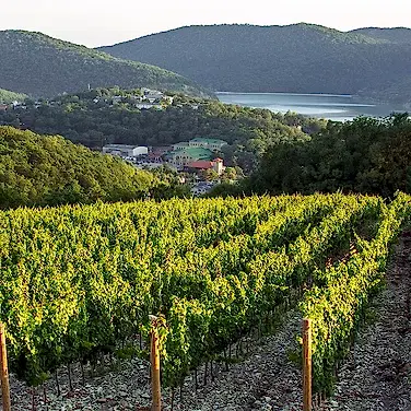 Казахстанские вина