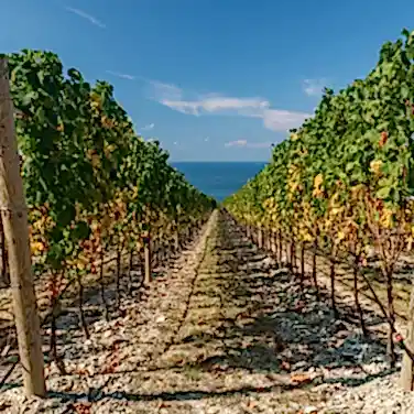 Цимлянские вина