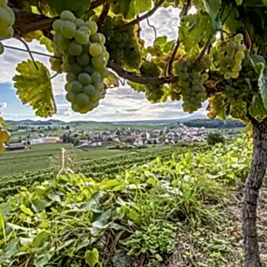 Молдавское вино