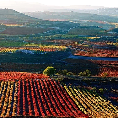 Сухие вина Испании