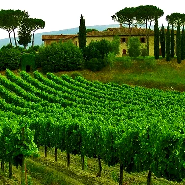 Красные вина Италии