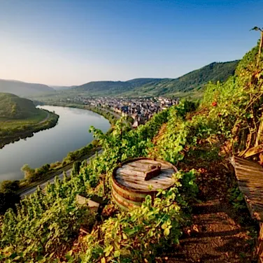 Сладкие вина. Способы производства.